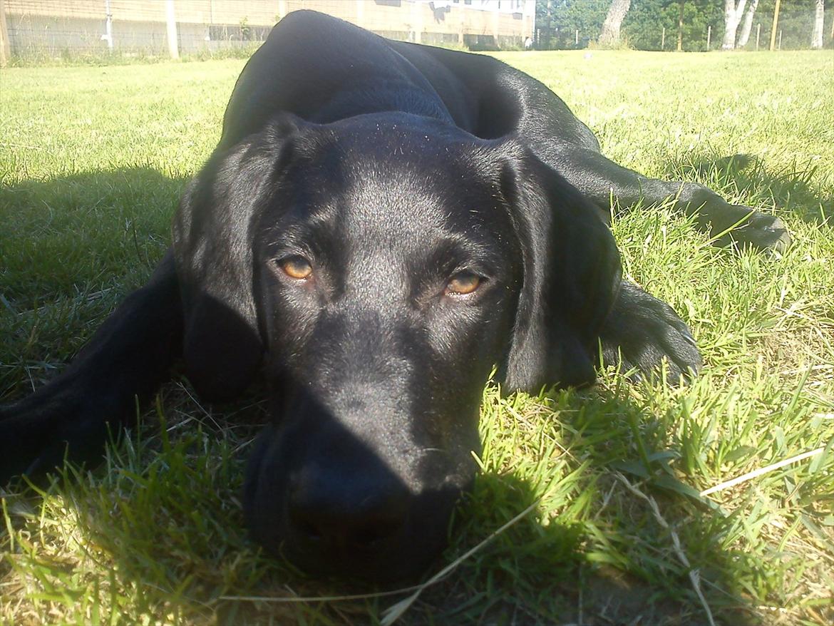 Blanding af racer Tarzan - Velkommen Til Tarzan's Side! (: billede 1