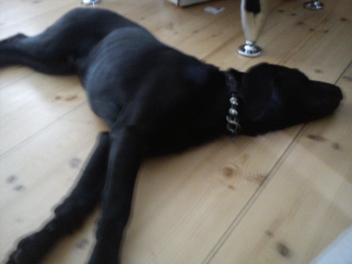 Blanding af racer Tarzan billede 2