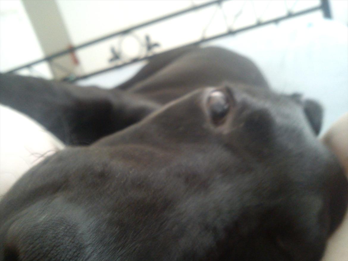 Blanding af racer Tarzan - Tarzan der ligger og kigger på mig da jeg vågner (: billede 3