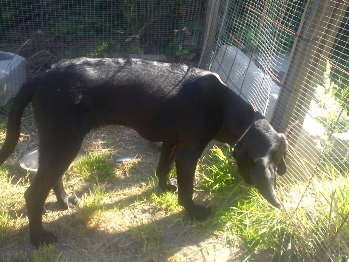 Blanding af racer Tarzan billede 4