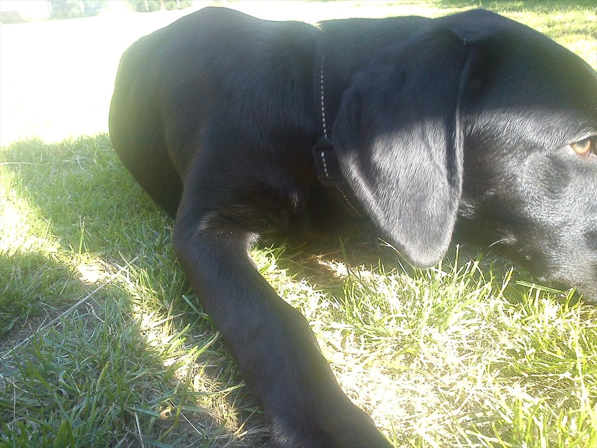 Blanding af racer Tarzan billede 5