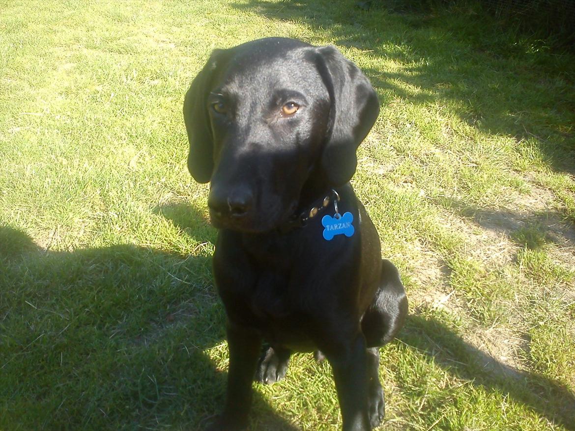 Blanding af racer Tarzan billede 6