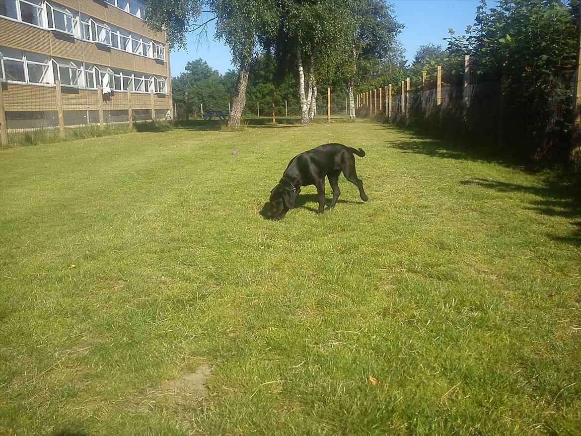 Blanding af racer Tarzan billede 7