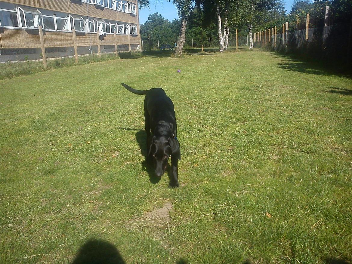 Blanding af racer Tarzan billede 8