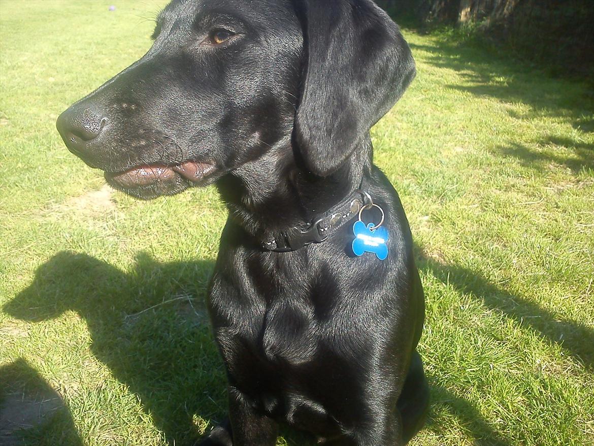 Blanding af racer Tarzan - Sidder og kigger på en fugl som han gerne vil ha fri til at jagte (: billede 9