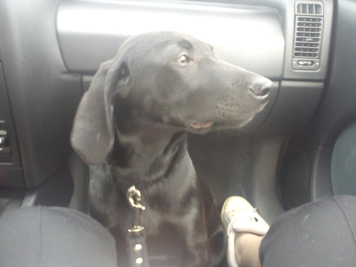 Blanding af racer Tarzan - Lige da jeg havde hentet Tarzan (: billede 10