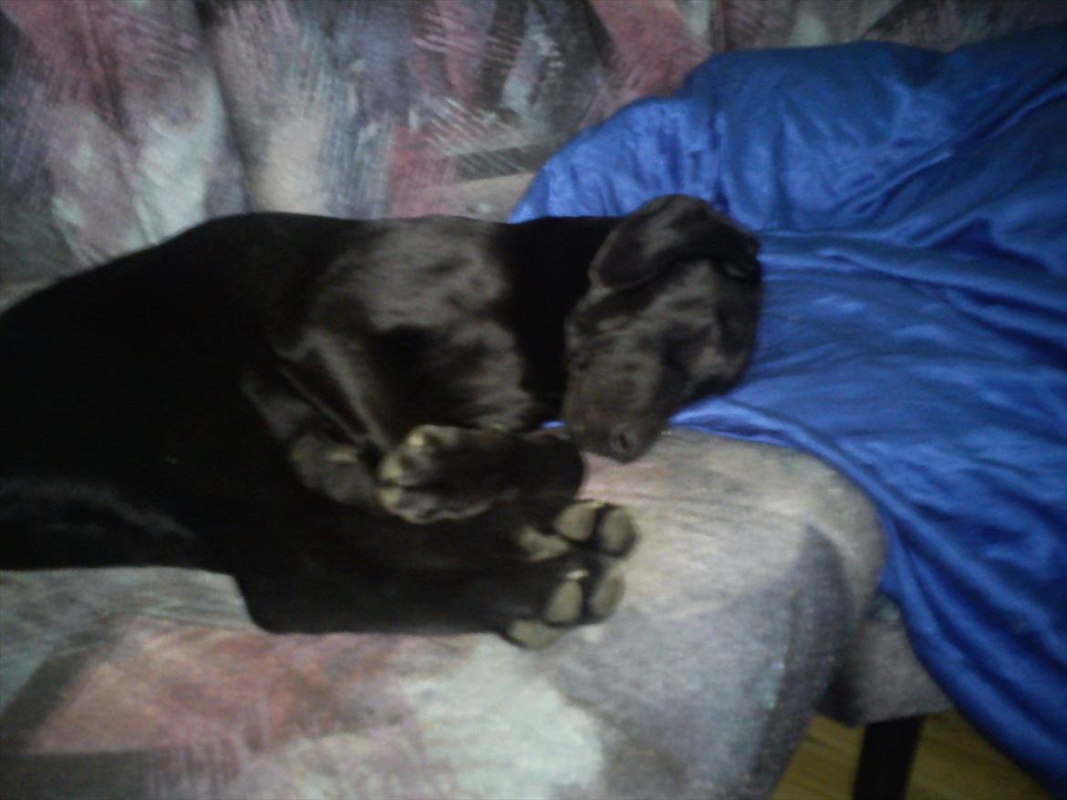 Blanding af racer Tarzan - Tarzan der er gået kold på sofaen efter at ha været i hundeskov billede 12