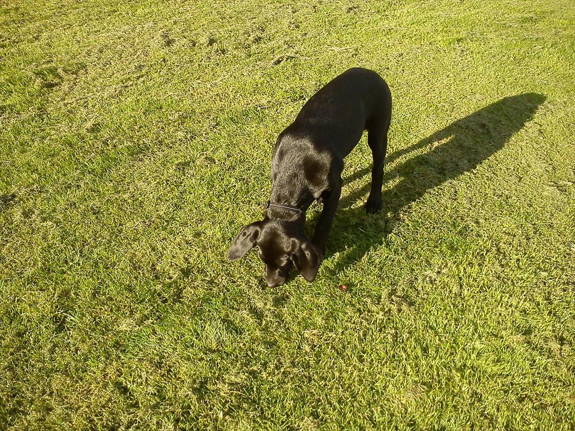 Blanding af racer Tarzan billede 13