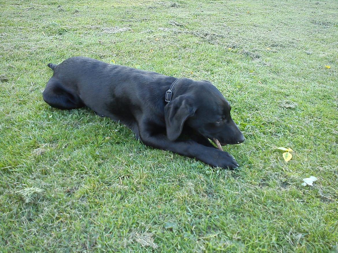 Blanding af racer Tarzan billede 14