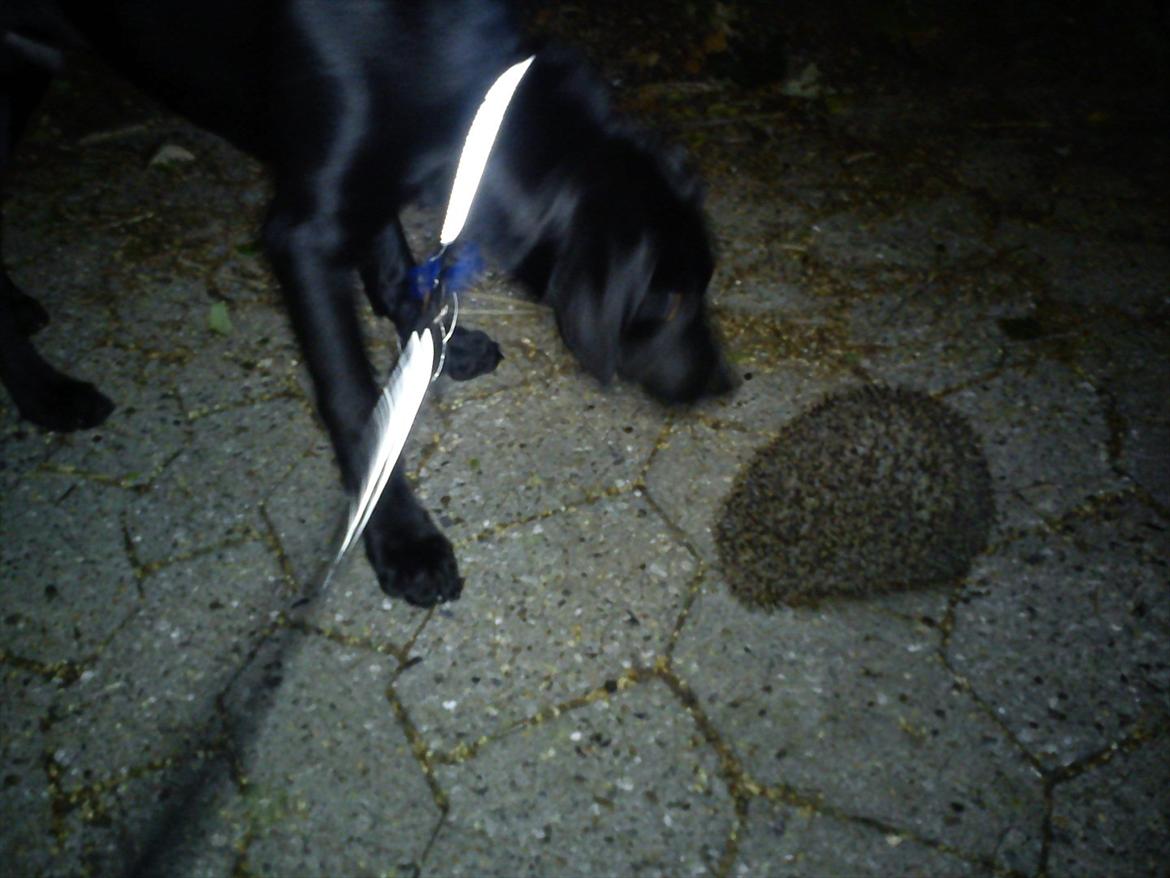 Blanding af racer Tarzan - Tarzan's første møde med et pindsvin da vi var ude og gå nat tur (: billede 15