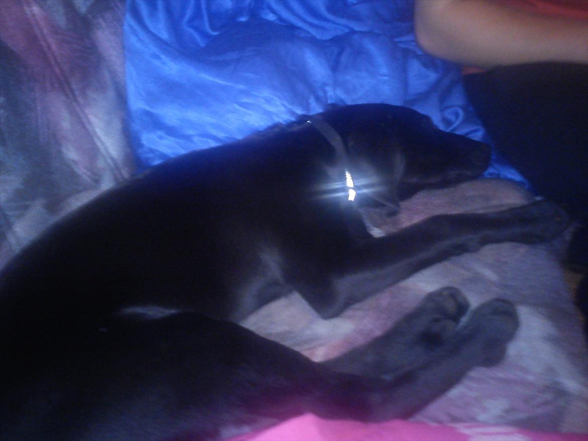 Blanding af racer Tarzan billede 16