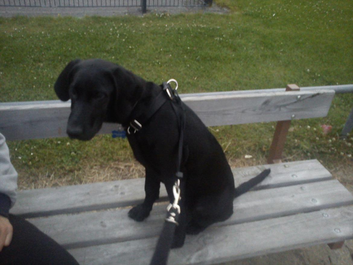 Blanding af racer Tarzan billede 17