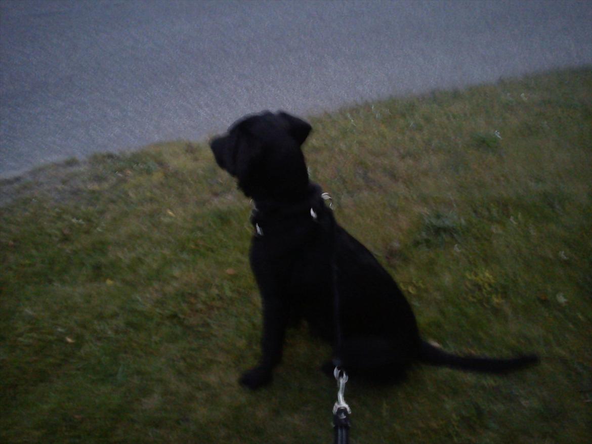 Blanding af racer Tarzan billede 18