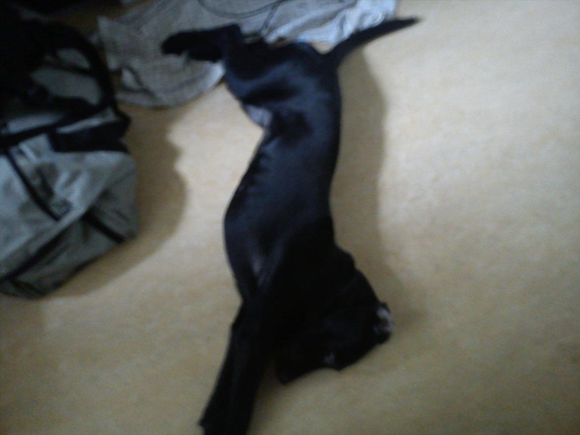 Blanding af racer Tarzan billede 19