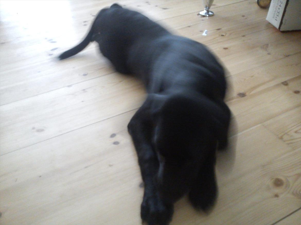 Blanding af racer Tarzan billede 20