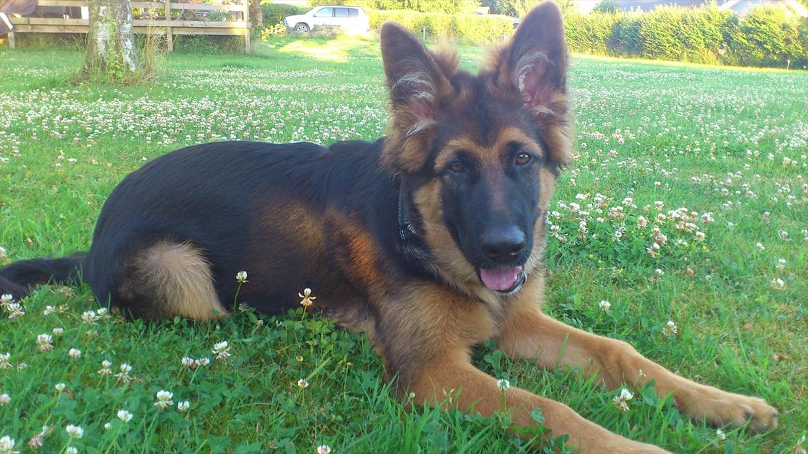 Schæferhund Arthur - 4 måneder billede 2