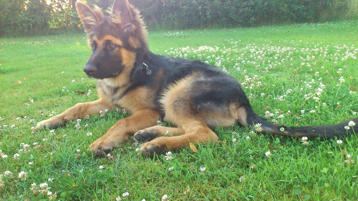 Schæferhund Arthur - 4 måneder billede 4