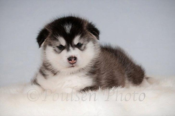 Alaskan malamute Zola - Billede taget af Alex Poulsen billede 1