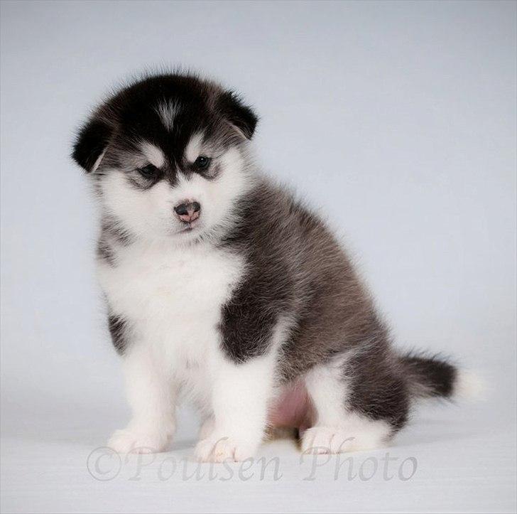 Alaskan malamute Zola - Billede taget af Alex Poulsen billede 2