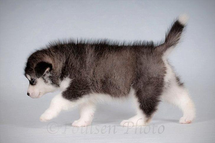 Alaskan malamute Zola - Billede taget af Alex Poulsen billede 3