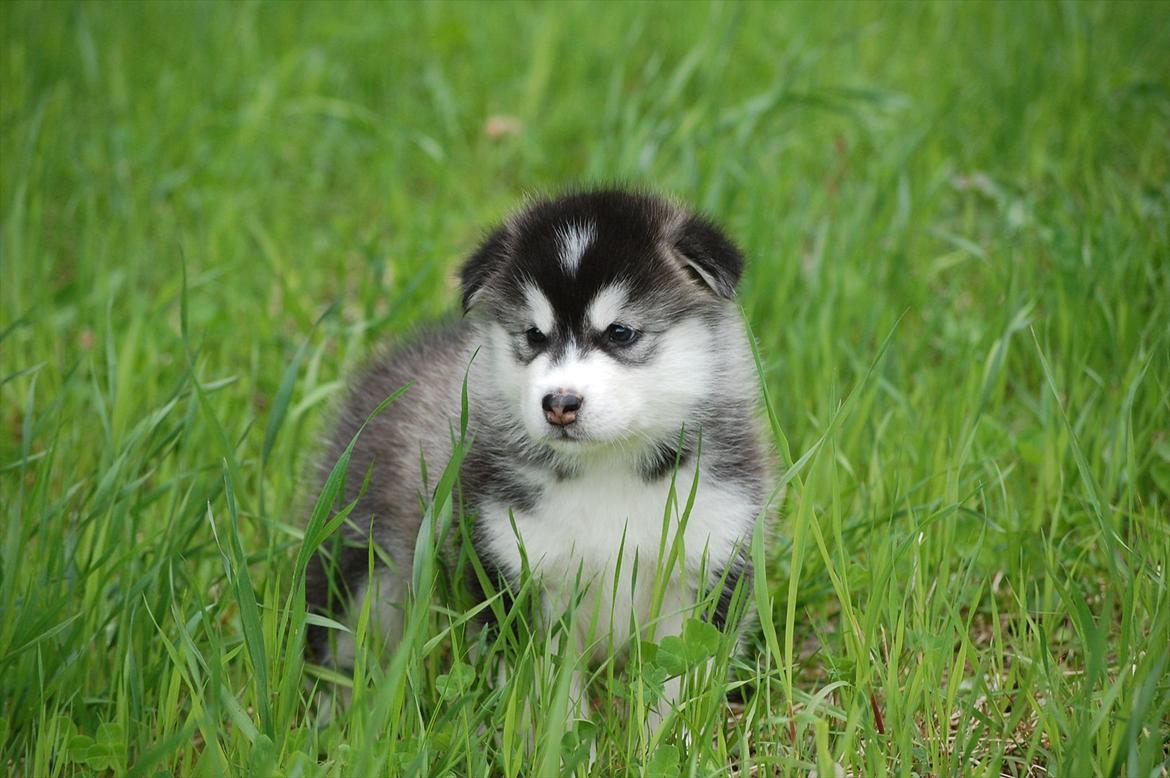 Alaskan malamute Zola - Zola 5 uger, billede taget af Line  billede 6