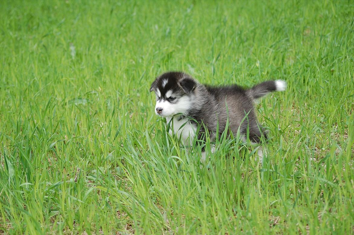 Alaskan malamute Zola billede 7