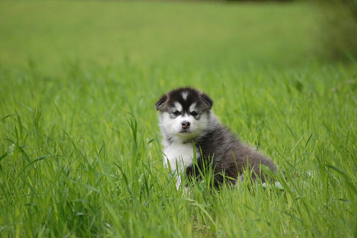 Alaskan malamute Zola billede 8