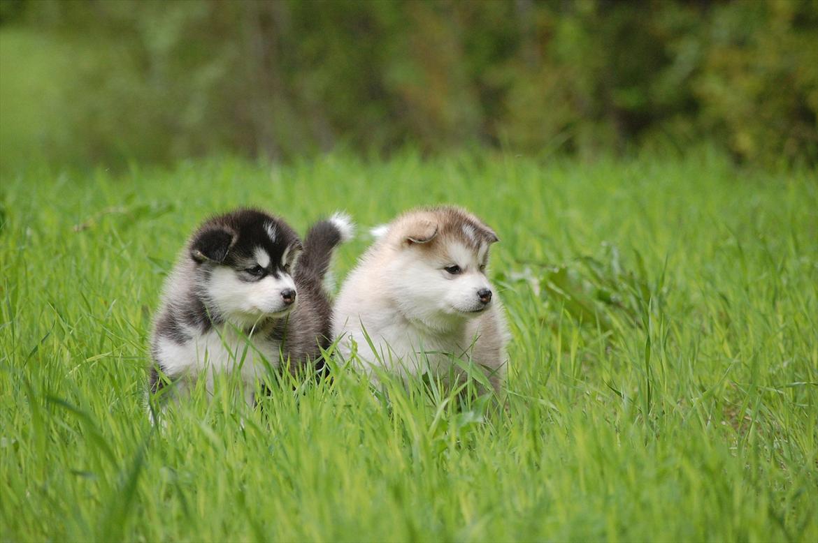 Alaskan malamute Zola billede 10