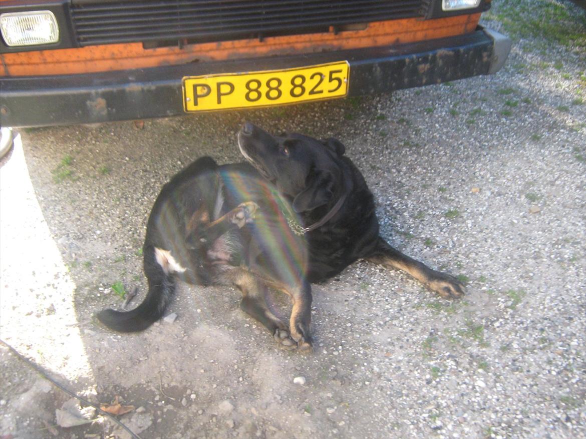 Blanding af racer Lunde billede 13