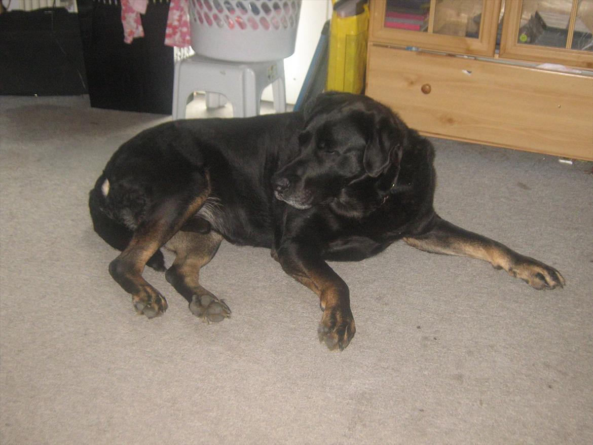 Blanding af racer Lunde billede 14