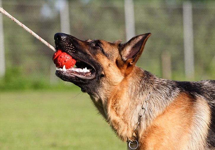 Schæferhund Soya - 14 mdr billede 14