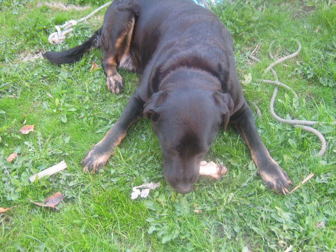 Blanding af racer Lunde billede 15