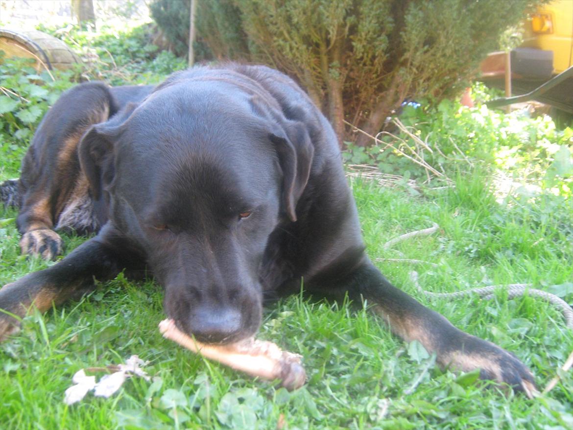 Blanding af racer Lunde billede 16