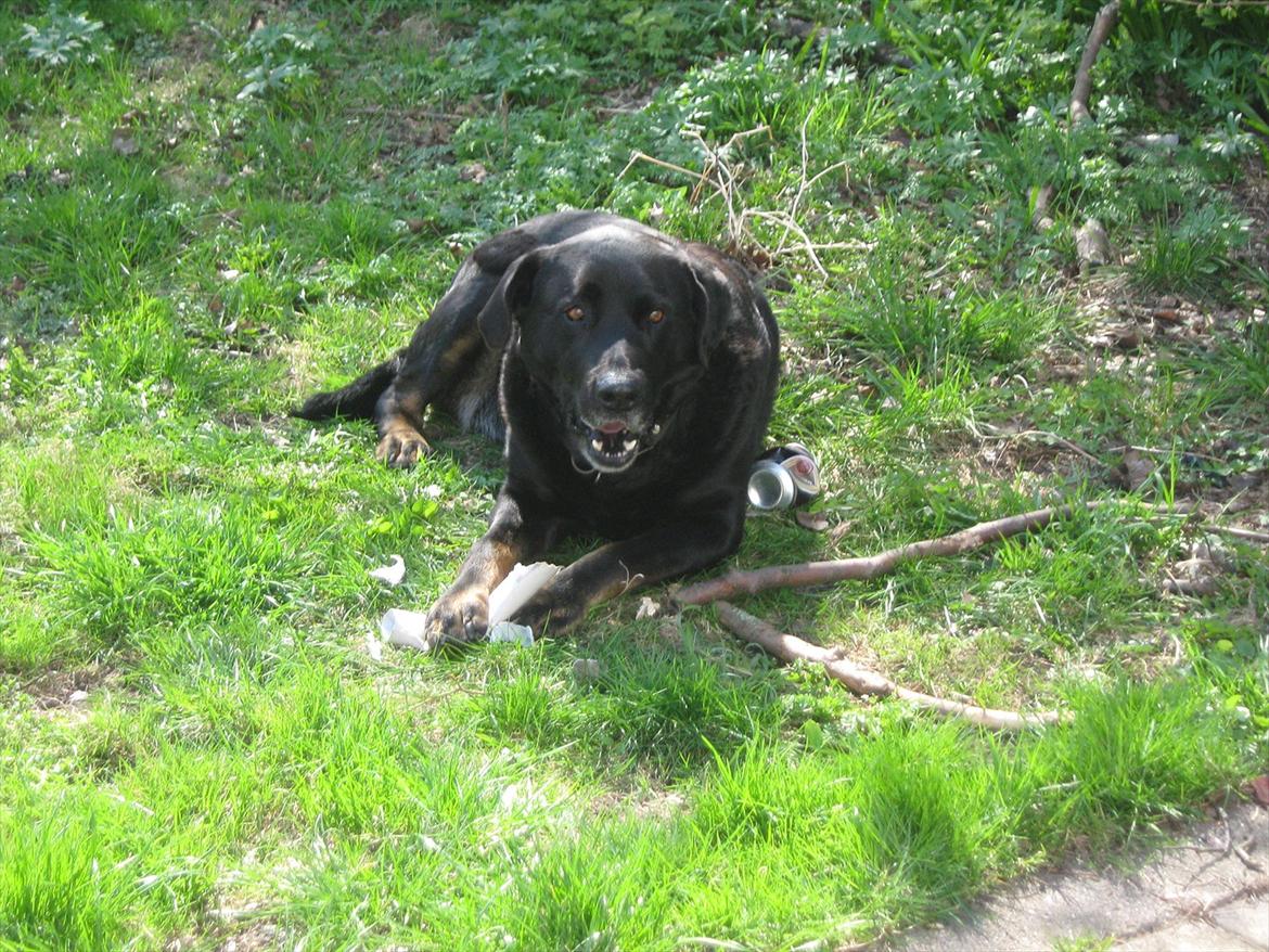 Blanding af racer Lunde billede 17