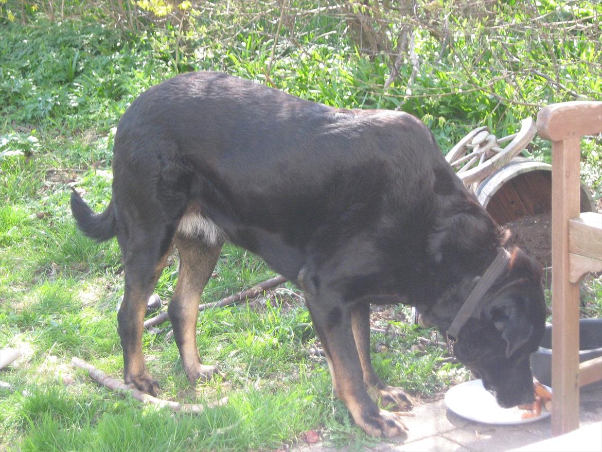 Blanding af racer Lunde billede 18