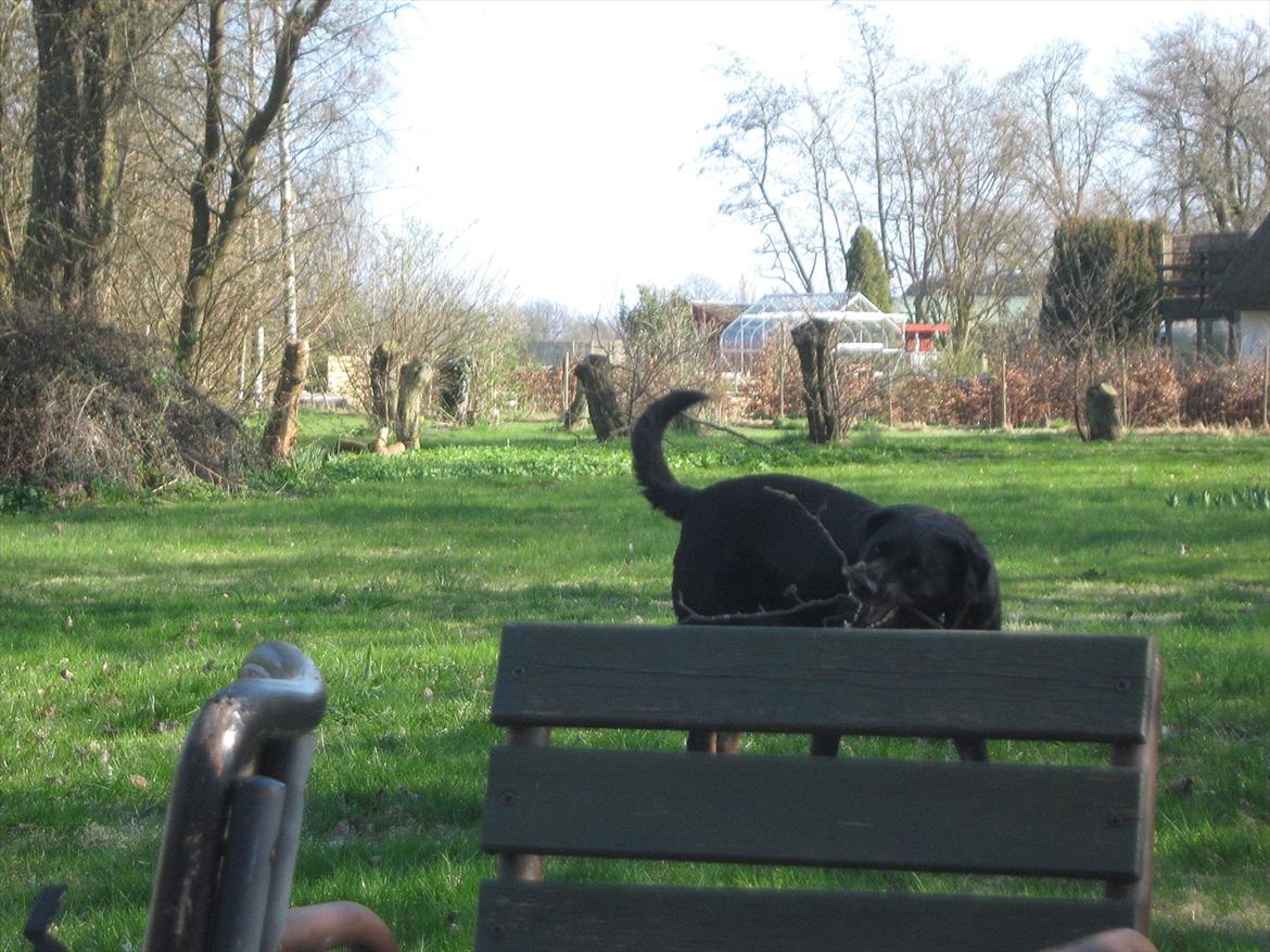 Blanding af racer Lunde billede 19