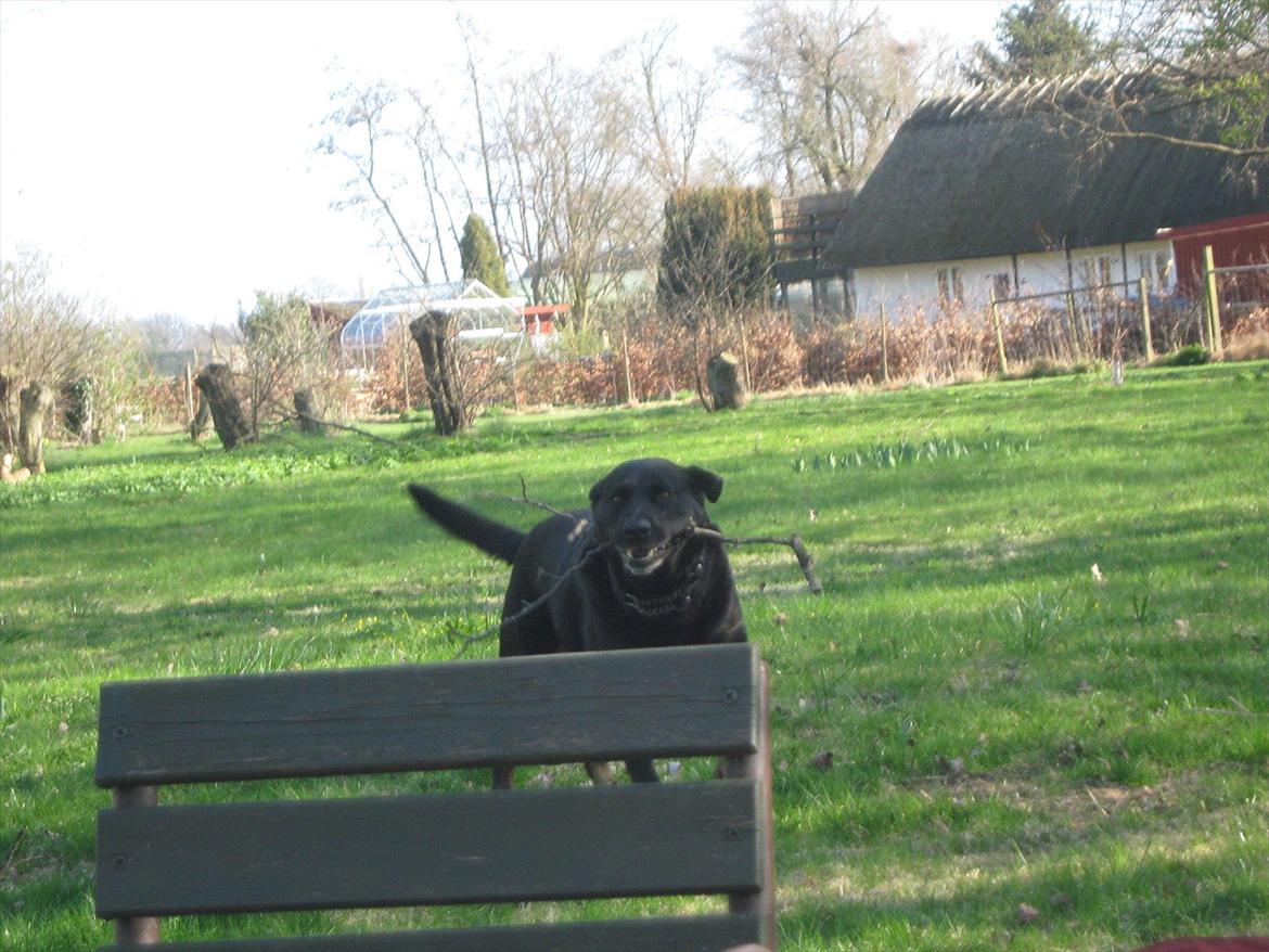 Blanding af racer Lunde billede 20