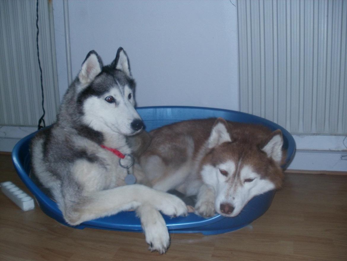 Siberian husky Dina (midlertidig hund) billede 5