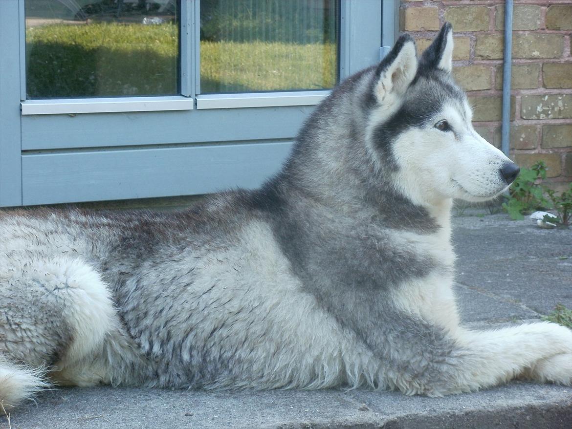 Siberian husky Dina (midlertidig hund) billede 3