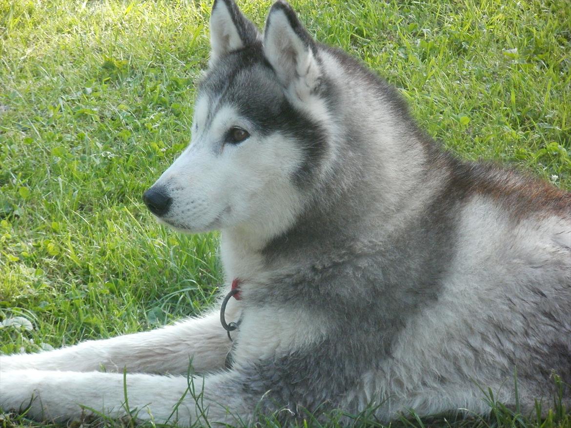Siberian husky Dina (midlertidig hund) billede 4