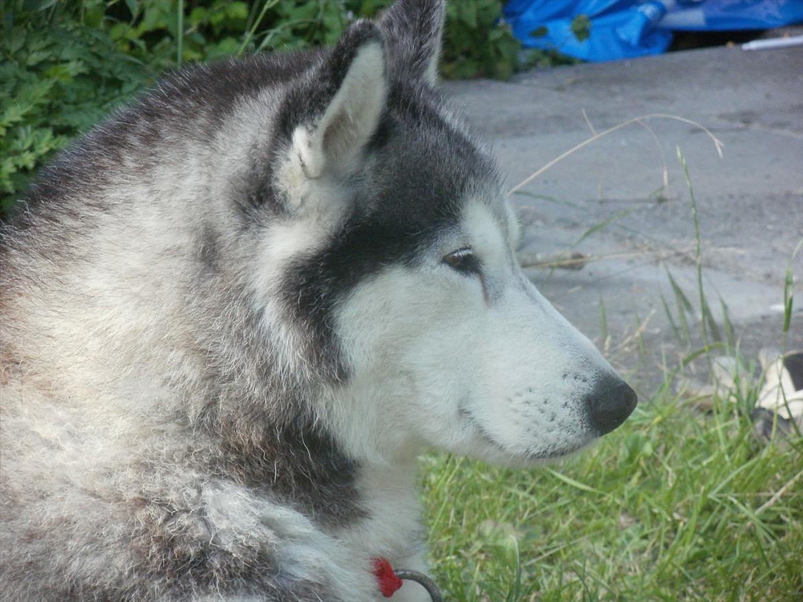 Siberian husky Dina (midlertidig hund) billede 7