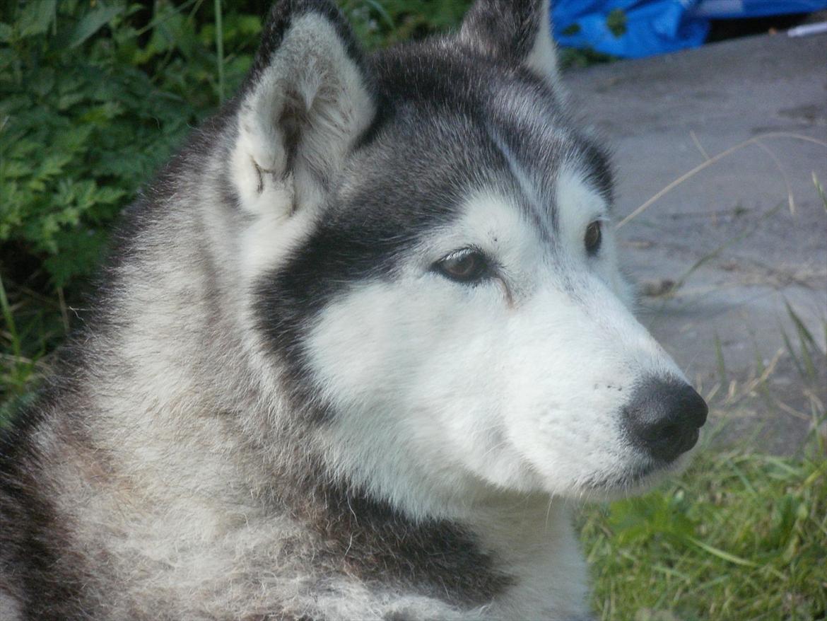 Siberian husky Dina (midlertidig hund) billede 2