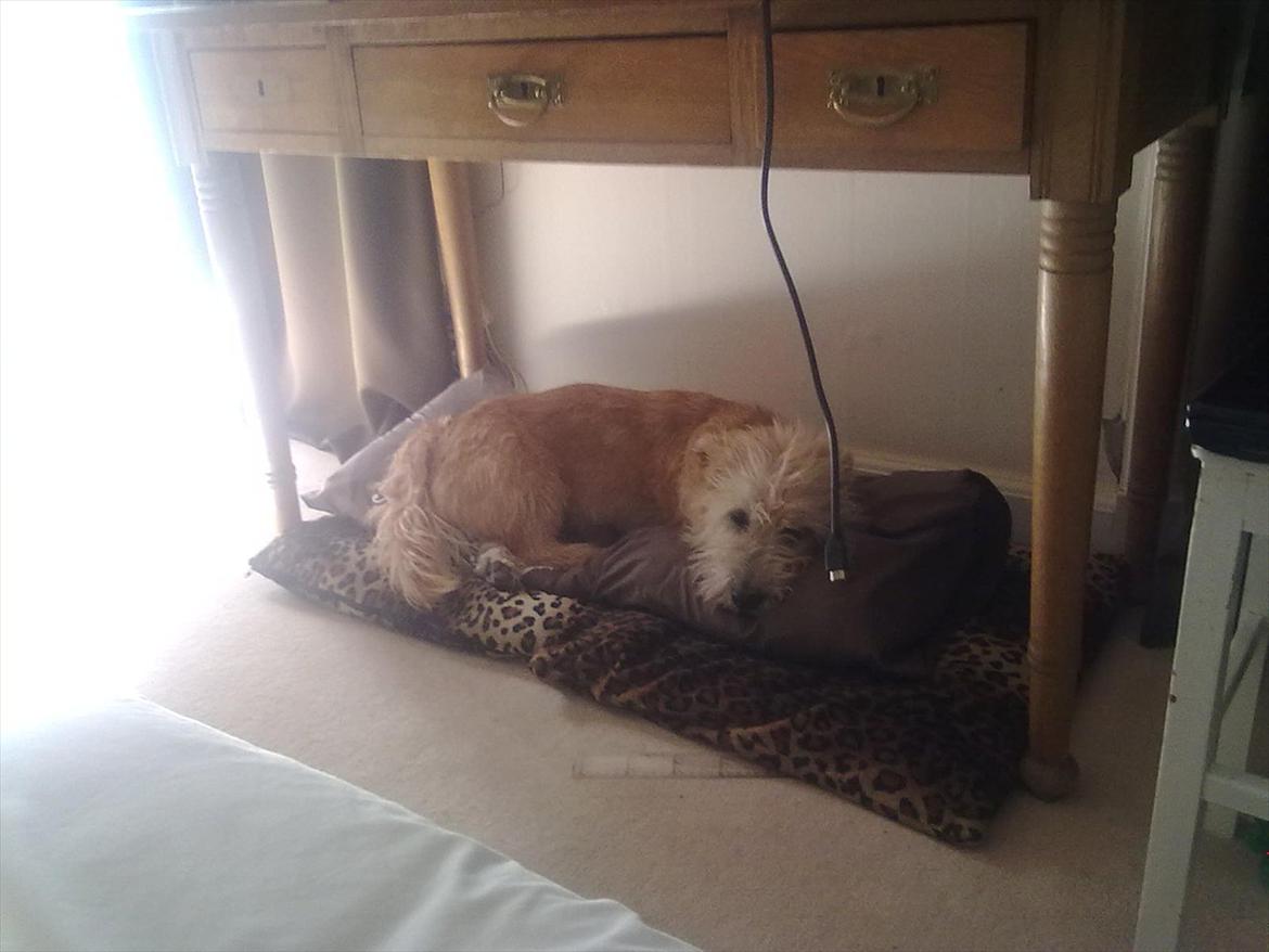 Irish Glen of Imaal Terrier Mac Nally's Ailbhe (Alva) - Alva hygger på sin nye pude :) billede 16