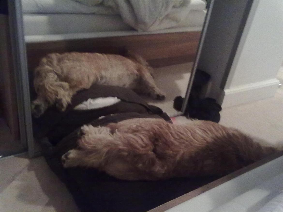 Irish Glen of Imaal Terrier Mac Nally's Ailbhe (Alva) - Alva finder nogle gange sjove måder at sove på :o) billede 15