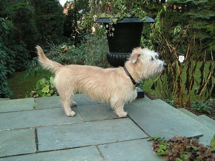 Irish Glen of Imaal Terrier Mac Nally's Ailbhe (Alva) - Alva, to år gammel. billede 17