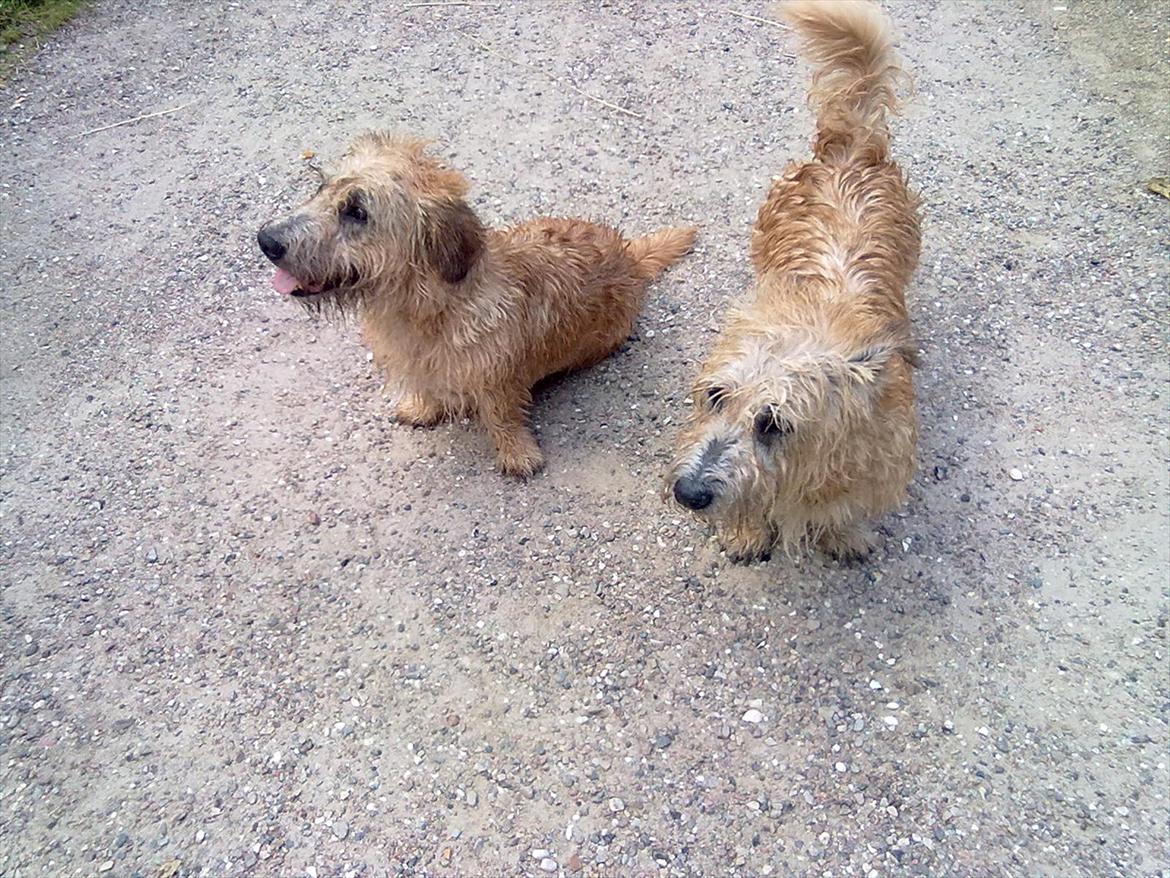 Irish Glen of Imaal Terrier Mac Nally's Ailbhe (Alva) - Alva og Aifi. Alva til højre, fuldstændig gennemblødt, hehe :) billede 18