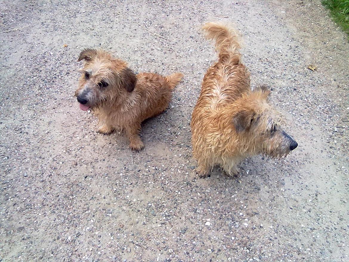Irish Glen of Imaal Terrier Aiofe (Aifi) - Aifi (til venstre) og Alva er dejligt våde :o) billede 17