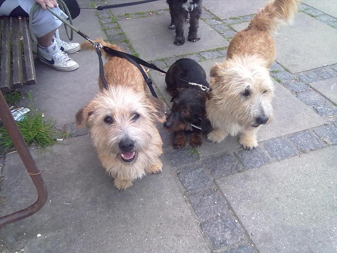 Irish Glen of Imaal Terrier Aiofe (Aifi) - Aifi, Jarna og Alva på tur, og Lappi, en hund vi passer i baggrunden. billede 18