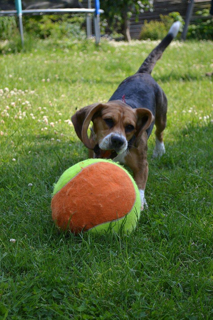 Blanding af racer Bailey    Beagle/Basset billede 12