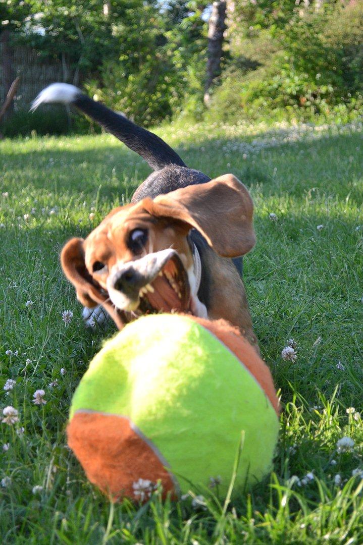 Blanding af racer Bailey    Beagle/Basset billede 1